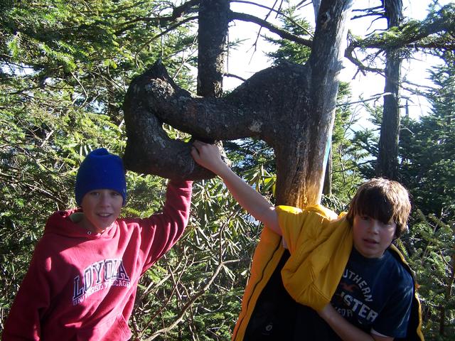 This Tree Grew This Way, The Part On The Right Has Died.