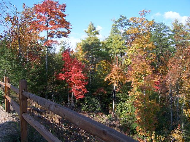 Trees At The Front of The Cabin. Can't See The Mountains On Other Side.