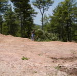 Patty Picking Cones Off Of Hemlock Tree