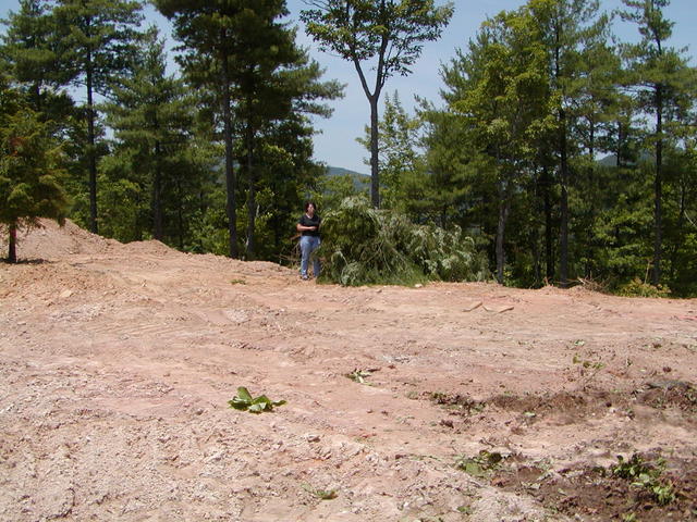 Patty Picking Cones Off Of Hemlock Tree