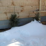 Fraser Fir Trees We Bought To Plant