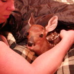 Baby Deer We Found Abandaned In June 2003. Now Living At Beech Mountain.