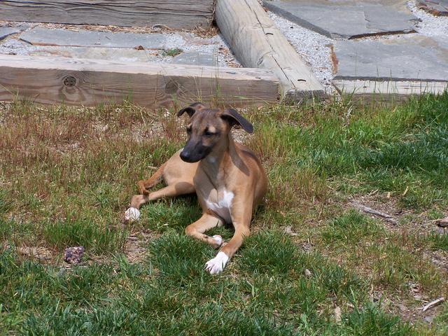 Deer Dog Taking A Break.