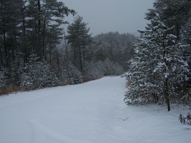 Looking Down The Road Beyond The Cabin.