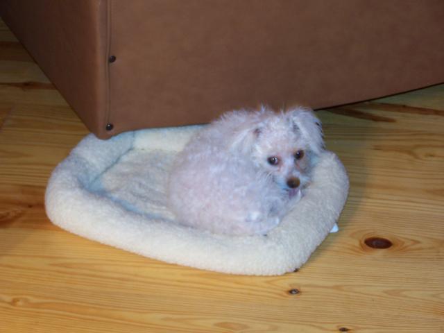 Rat Dog Sleeping In Her Bed.