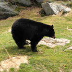 Bear Den at Grandfather Mountain