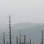 Dead Fraser Fir Trees Caused By Beetles and Polution.