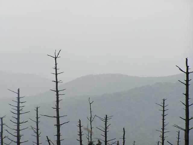 Dead Fraser Fir Trees Caused By Beetles and Polution.