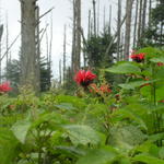 Wild Flowers Taken By Dustin