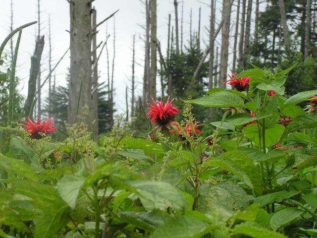 Wild Flowers Taken By Dustin