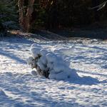 Covered Our Weeping Spruce Tree.