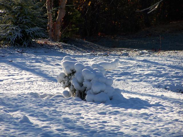 Covered Our Weeping Spruce Tree.